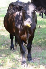 black cow with fall leaf on nose - grass and trees