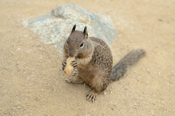 Сute little squirrel gnaws a nut in the sand on the coast