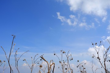 The grass is flowing with the wind with white clouds and blue sky background.