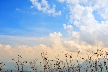 The grass is flowing with the wind with white clouds and blue sky background.