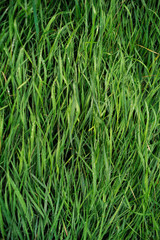 Obraz premium Top view of wet vibrant green grass trampled by morning dew, a view conveying freshness, wakening of spring.