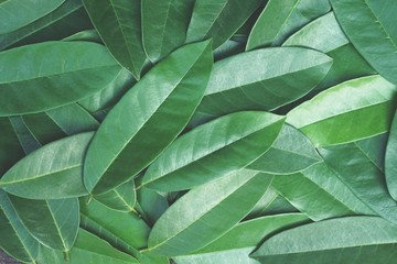 Green leaf pattern texture background, tropical nature wallpaper concept