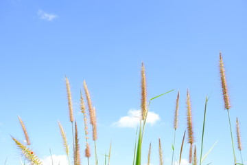 The grass is flowing with the wind with white clouds and blue sky background.
