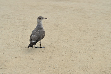 Funny seagull walk on the sand on the sandy beach