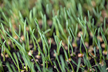 Sprouted oats.Green sprouted sprouts.Green grass. Close up