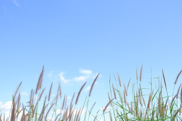 The grass is flowing with the wind with white clouds and blue sky background.