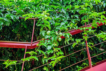 Growing Passion Fruit