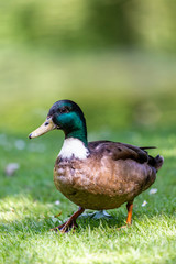 Duck on grass field
