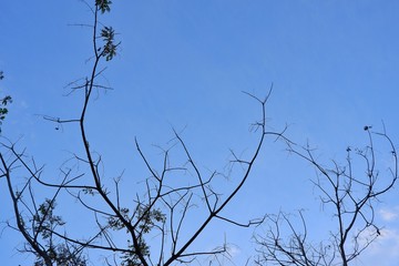 Fallen leaves with clouds and blue sky background.
