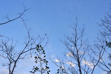 Fallen leaves with clouds and blue sky background.