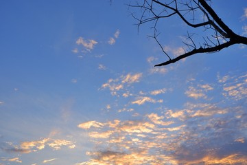 Fallen leaves with clouds and blue sky background.