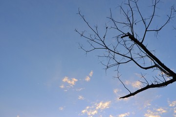Fallen leaves with clouds and blue sky background.
