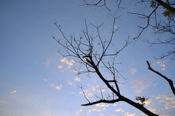 Fallen leaves with clouds and blue sky background.