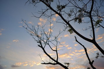 Fallen leaves with clouds and blue sky background.