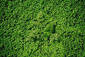 wallpaper from green little grass and plants