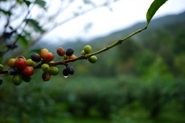 Coffee beans are on the branches of the tree ready to be harvested.