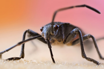 Insect0 foto macro