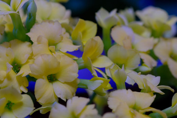 Julian flower