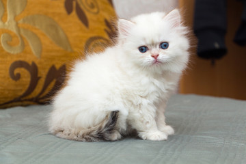 Obraz premium Funny fluffy british longhair kitten golden shaded pointed color is sitting on the couch and looking at the camera