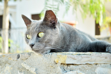 Pets and pedigree animals concept - Portrait of the siamese cat.