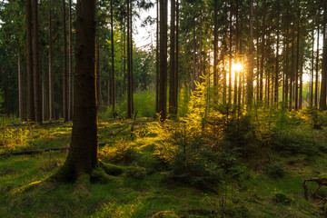 Obraz premium Sunset in a spring forest in Germany