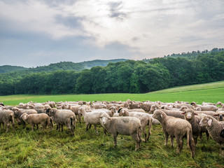 Fototapeta premium The grazing sheeps on a pasture