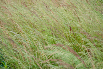 Natural grass field.