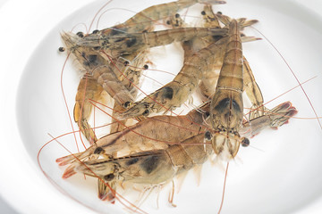 Live shrimp in the basin