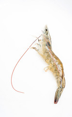 Fresh live shrimp on white background