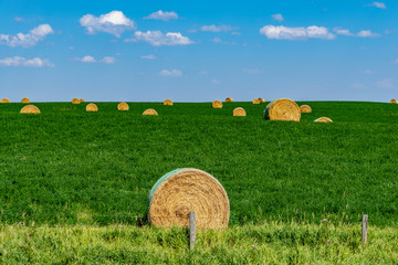 Rolls of hay