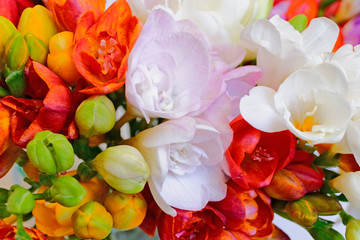 Fototapeta na wymiar colorful freesia flowers top view, natural background