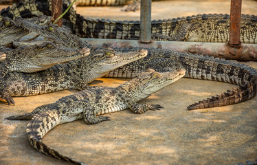 Crocodiles at Crocodile Farm in Thailand