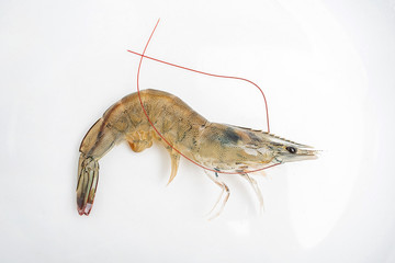 Fresh live shrimp on white background