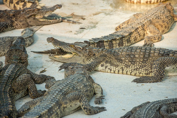 Crocodiles at Crocodile Farm in Thailand
