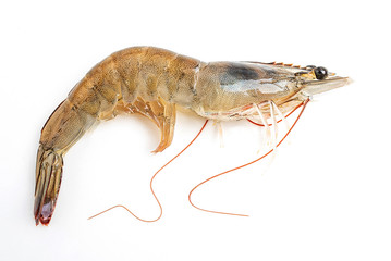 Fresh live shrimp on white background