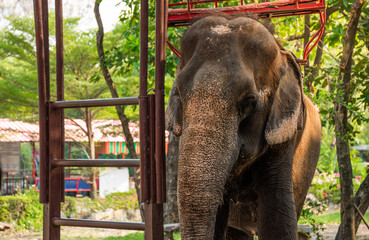Fototapeta na wymiar Asian Elephant in a natural river at farm, Thailand