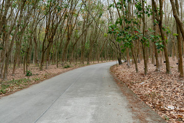 Country concrete road in forest rubber tree at Ban Khai Rayong Thailand.