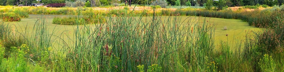 Views of Jordan River Trail with surrounding trees, Russian Olive, cottonwood and silt filled muddy water along the Wasatch Front Rocky Mountains, in Salt Lake City, Utah.