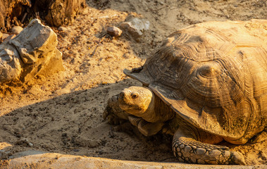 turtle in a zoo