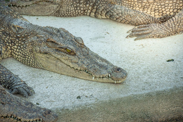 Crocodiles at Crocodile Farm in Thailand