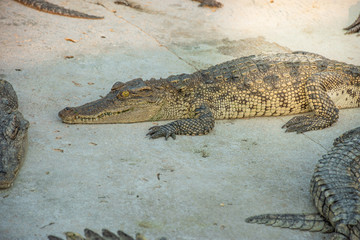 Naklejka premium Crocodiles at Crocodile Farm in Thailand
