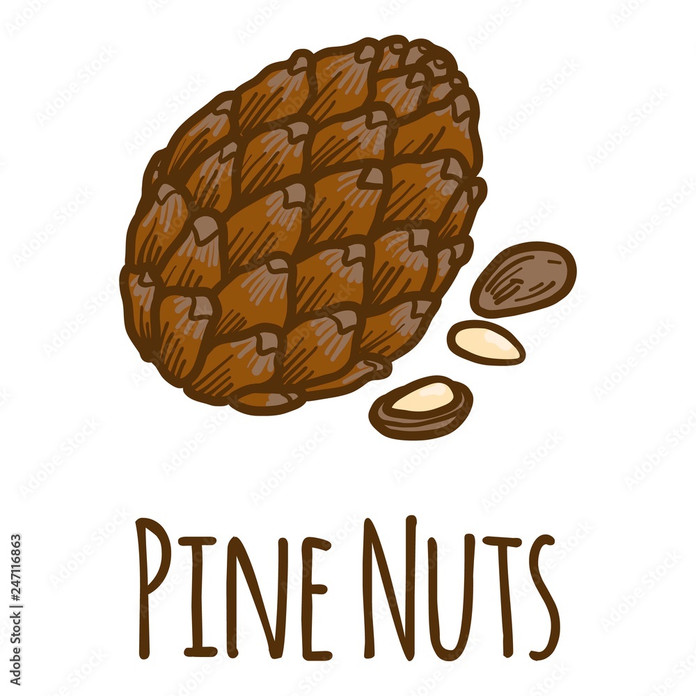 Poster pine nuts icon. hand drawn illustration of pine nuts vector icon for web design