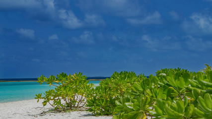 Fototapeta na wymiar Pflanzen am Strand von Meedhupparu auf Malediven in Indischen Ozean
