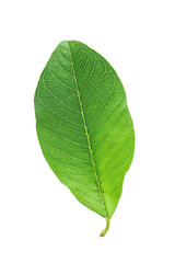 Guava leaves on white background