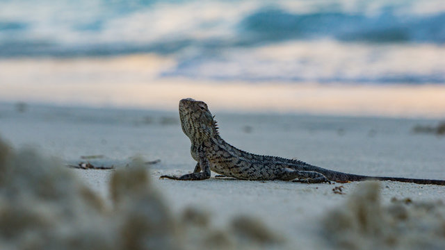 Eidexe am Strand im Sommer auf eine Insel Meedhupparu auf Malediven im Indischen Ozean