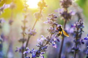 Close up of blue salvia with bee lit by sunlight - obrazy, fototapety, plakaty