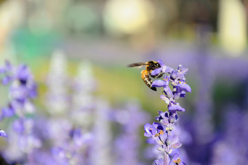 Close up of blue salvia with bee in the garden