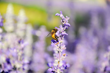 Close up of blue salvia with bee lit by sunlight