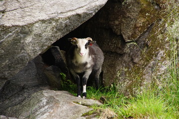 Norwegen im Sommer Rundreise / Vogelinsel Runde