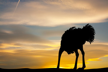 ostrich with his head in the sand at sunset